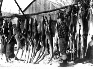 Following two years of doe-season closures, the Game Commission in 1938 closed buck season and allowed only doe harvests. This Lycoming County meatpole scene helps depict what followed—an unprecedented harvest of 171,662 deer, more whitetails taken than in the state’s five previous hunting seasons combined. Pennsylvania Game Commission
