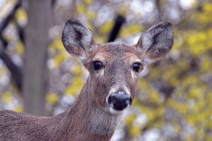 This doe stands by a blooming forsythia bush exemplifying spring’s arrival, which is when whitetails change from winter to summer coats. But she seemed committed to hanging on to her comfortable, but out-of-season, outerwear. Photo, Joe Kosack
