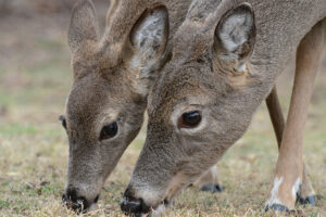 Does remain close to their youngsters into early spring. They eat, groom and roam their home range together. Photo, Joe Kosack