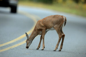 If only deer could stay off roads. But it’s impossible in Pennsylvania with 60 percent of the state in forestland and more than 120,000 miles of roads bisecting those woodlands, as well as farm country. Pennsylvania Game Commission / Photo, Joe Kosack