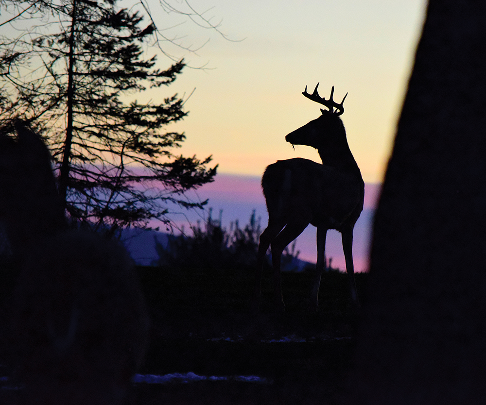 Photo, Joe Kosack