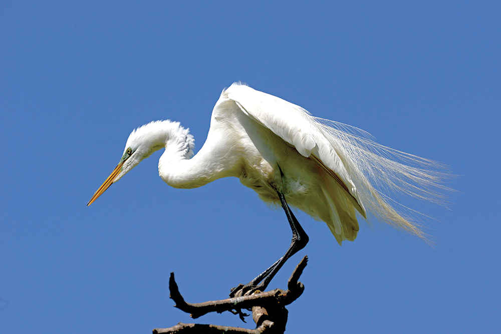 Although the great egret is a Pennsylvania endangered species, its populations are much improved elsewhere in North America. It was one of several colonial nesting birds exploited to the brink of extinction at the close of the 19th century to fuel an insatiable demand from millineries that used the feathers, plumes or skins of everything from hummingbirds to wading birds to adorn women’s hats. Pennsylvania Game Commission / Photo, Joe Kosack