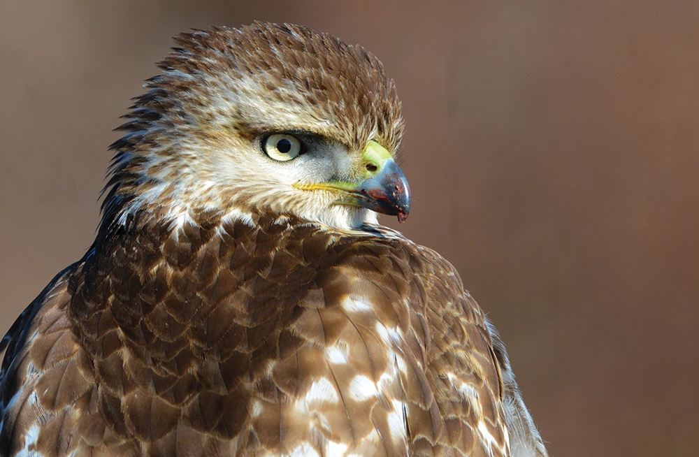 Even after 20th century naturalists confirmed these raptors preferred a diet of small rodents, redtails were shot on sight, because their overall size, immense talons and flesh-tearing beak won them few allies. Few raptors were more misunderstood. Pennsylvania Game Commission / Photo, Joe Kosack