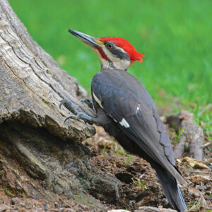 The pileated woodpecker was excluded by the commonwealth from Migratory Bird Treaty protection, because it was framed as a “tree-killer.” That lack of understanding and ongoing deforestation decimated the species for decades. Today they are back. Listen for their boisterous cackle wherever woods offer dead trees for these woodpeckers to capitalize upon. Photo, Joe Kosack